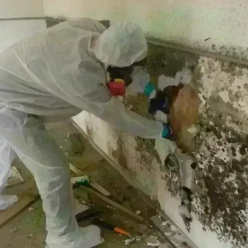 Mold Remediation and Removal in Wrentham, MA